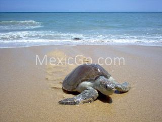 La Escobilla beach - Mexico