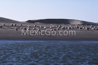 Bahía Magdalena beach - Mexico