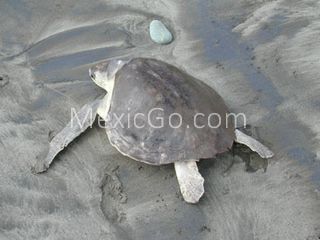 Ixtapilla beach - Mexico