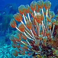 Second Photo of Alacranes Reefs - Mexico