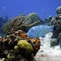 First Photo of Cozumel Reefs - Mexico