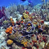 Second Photo of Cozumel Reefs - Mexico