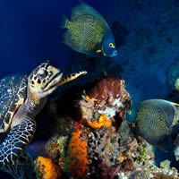 Third Photo of Cozumel Reefs - Mexico