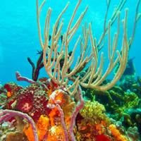 Fourth Photo of Cozumel Reefs - Mexico