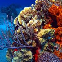 Fifth Photo of Cozumel Reefs - Mexico