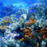 Sixth Photo of Cozumel Reefs - Mexico