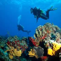 Seventh Photo of Cozumel Reefs - Mexico