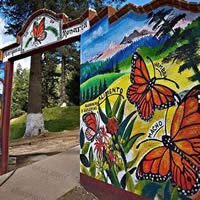 First Photo of Monarch Butterfly Reserve - Mexico