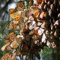 Second Photo of Monarch Butterfly Reserve - Mexico