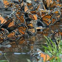 Fourth Photo of Monarch Butterfly Reserve - Mexico