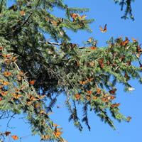 Fifth Photo of Monarch Butterfly Reserve - Mexico