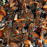 Sixth Photo of Monarch Butterfly Reserve - Mexico