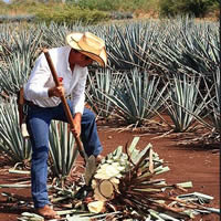 Third Photo of Tequila - Mexico