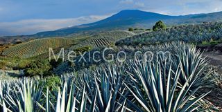 Tequila 
 - Mexico
